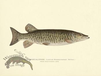 Mascalonge Chautauqua Lake